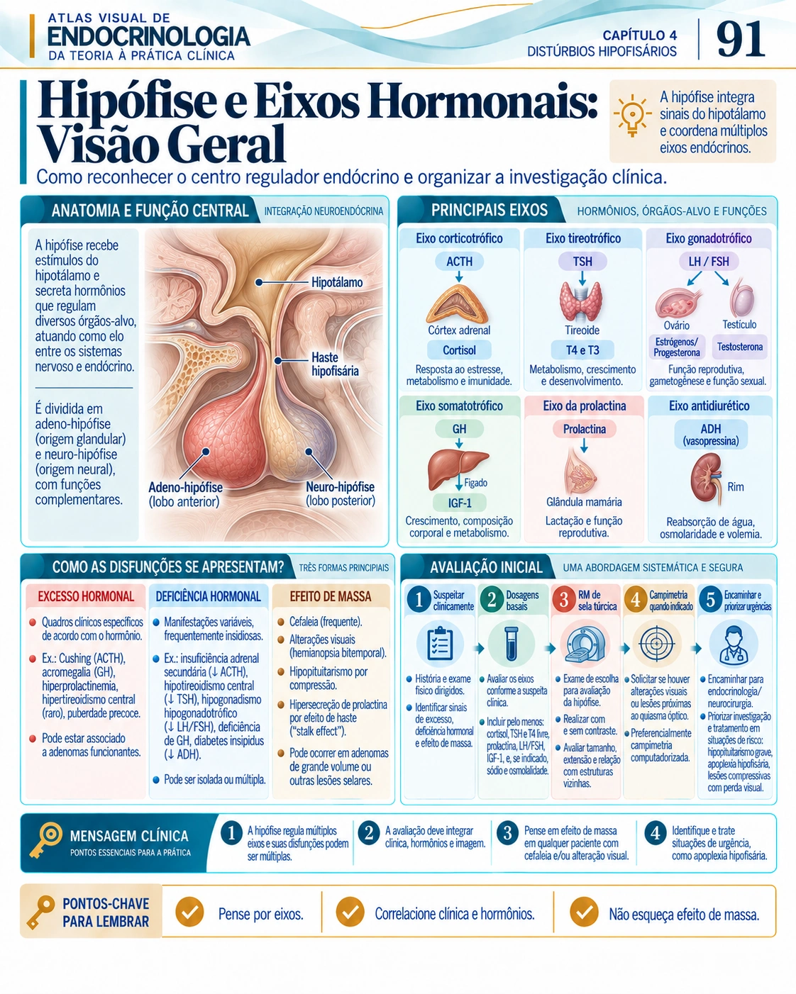 Hipófise e eixos hormonais — Atlas Visual de Endocrinologia, página 91