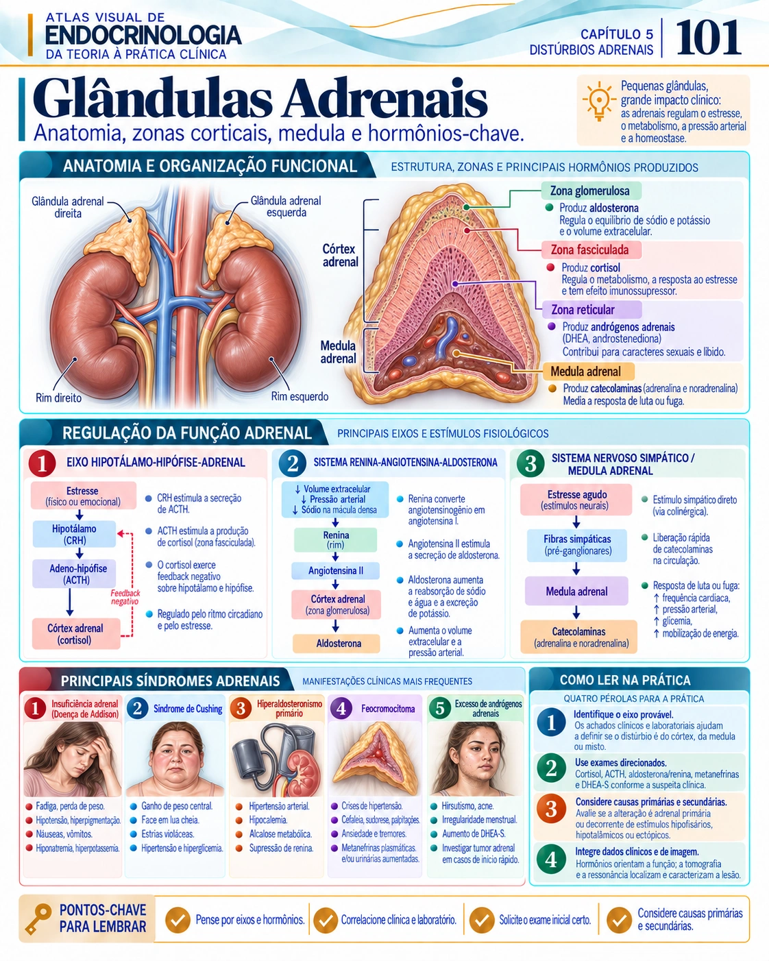 Glândulas adrenais — Atlas Visual de Endocrinologia, página 101