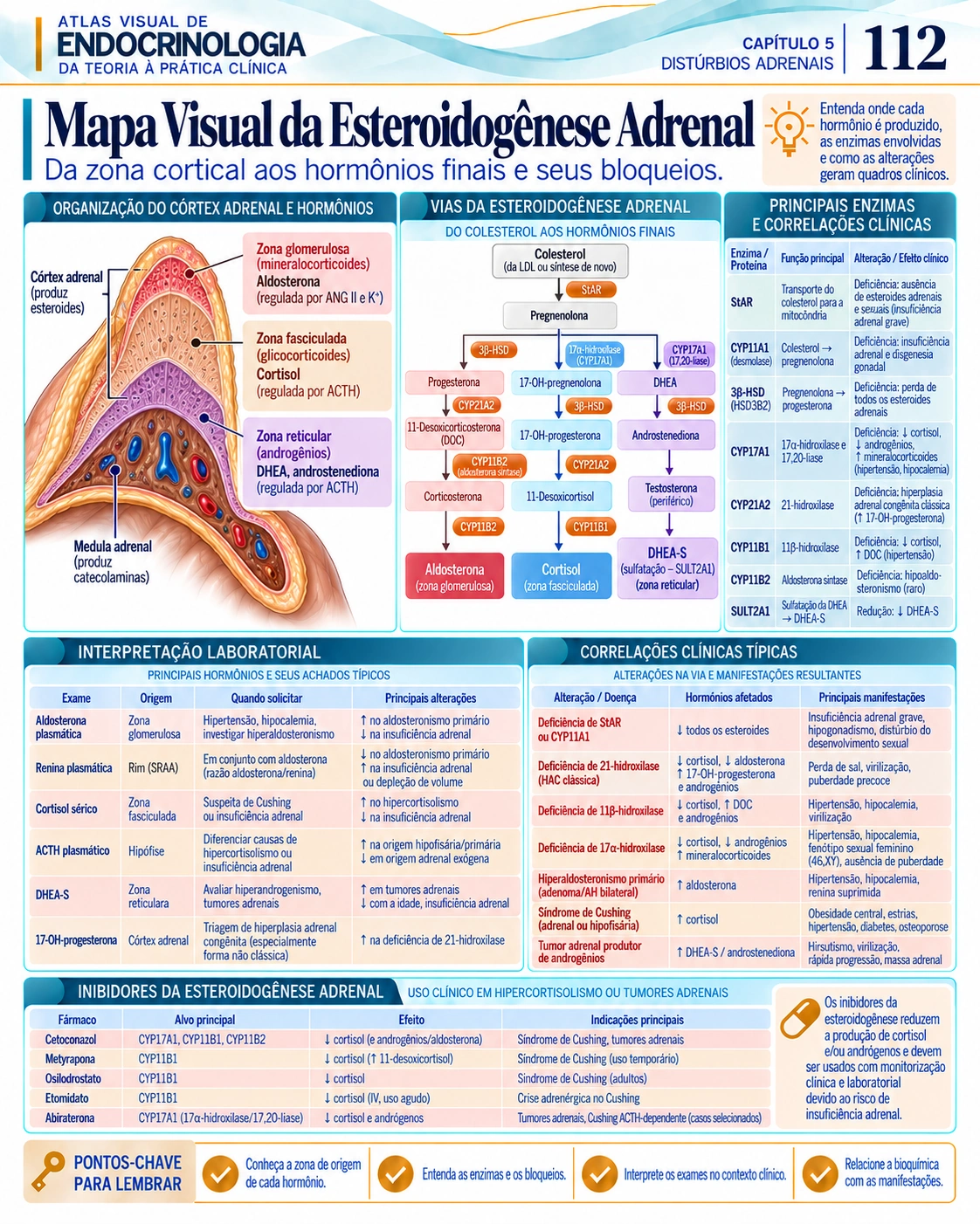 Esteroidogênese adrenal — Atlas Visual de Endocrinologia, página 112