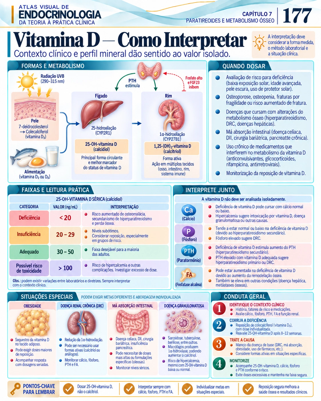 Vitamina D — Atlas Visual de Endocrinologia, página 177